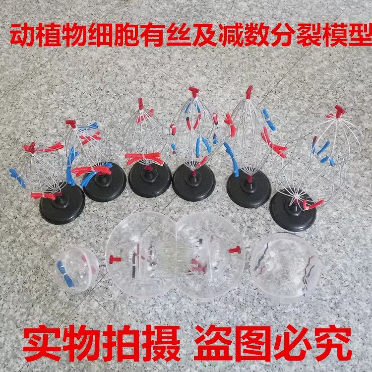 动植物细胞有丝及减数分裂模型 染色体变化教具 生物教学仪器