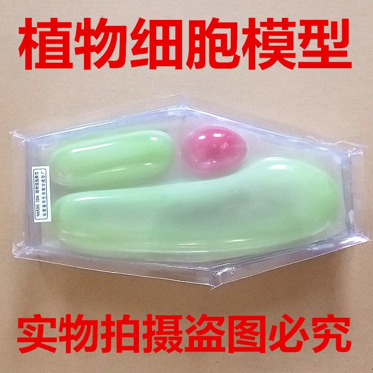 J3201植物细胞模型 生物教学仪器