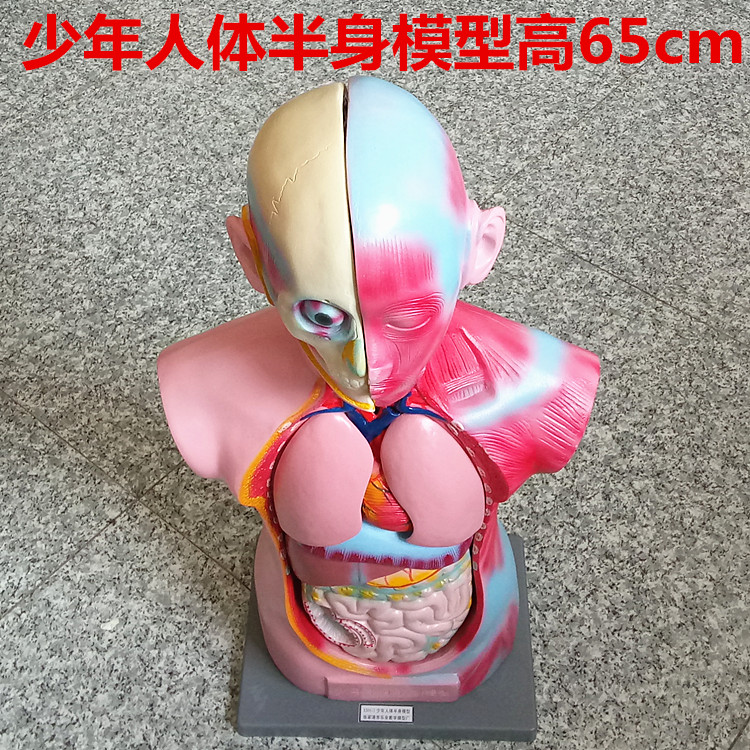 少年人体半身模型高65cm 可拆分 生物医学教学仪器 生理卫生教具