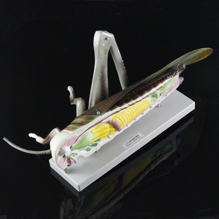 J33101蝗虫解剖模型 生物教学仪器