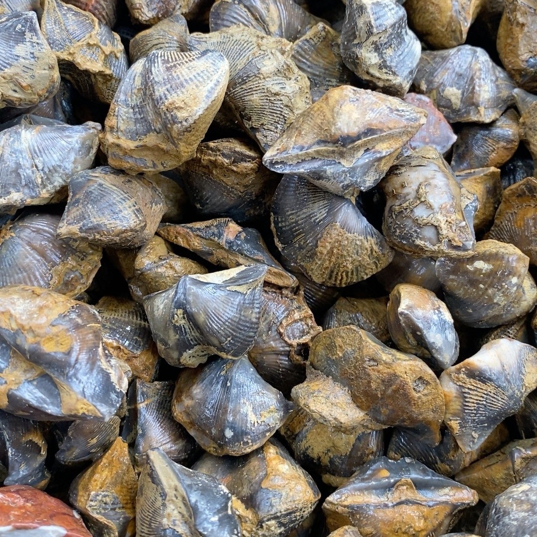 (5) fossilized original stone of fossilized specimens of Hunan Shiyan ancient bio-fossils-Taobao