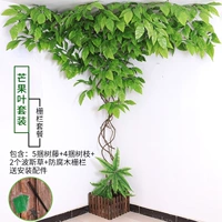 Зеленый манго листья (большой набор)+фейнер