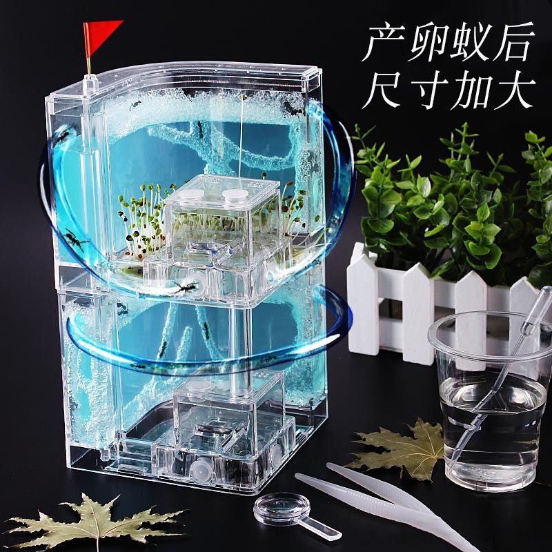 蚂蚁生态箱:让你在家轻松打造迷你蚂蚁王国!🐜🏡-蚂蚁-淘宝好物网