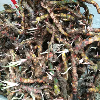 Guizhou Sannai tender Bud root Shannai spiced grass root anise calamus casually fragrant bonsai potted root Bud purification Air