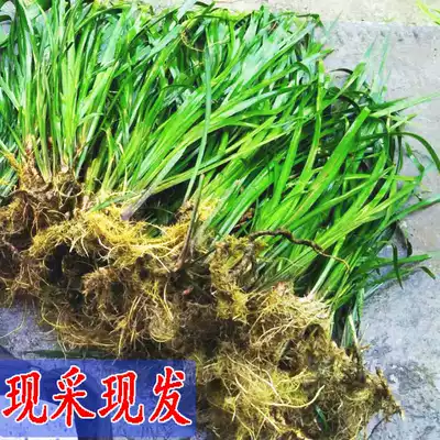 Guizhou is now picking Sannai 10 Jin Shannai spice fennel calamus potted potted plants with roots