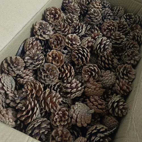 Натуральная песня сосна башня сухой ветви, журналы сухие цветы, стратегия логистики в детских садах для создания храмов