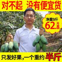 Guiqi 7 mango fresh Guangxi Baise Tian Dongmang 9 pounds large fruit in season whole box 5 with box in season 10