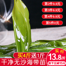 Xiapu kelp seedlings tender special fresh wild hot pot ingredients side dishes non-dry small kelp Bud algae 500g