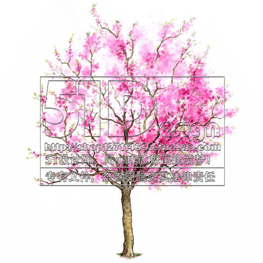 SC00018国外手绘风格植物景观配景图片JPG素材中英名称50树...-4