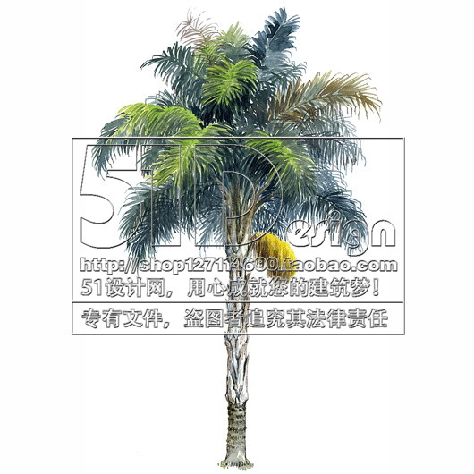 SC00018国外手绘风格植物景观配景图片JPG素材中英名称50树...-13