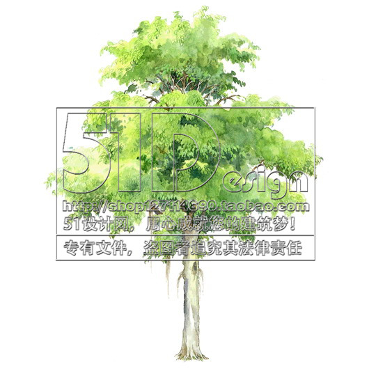 SC00018国外手绘风格植物景观配景图片JPG素材中英名称50树...-3