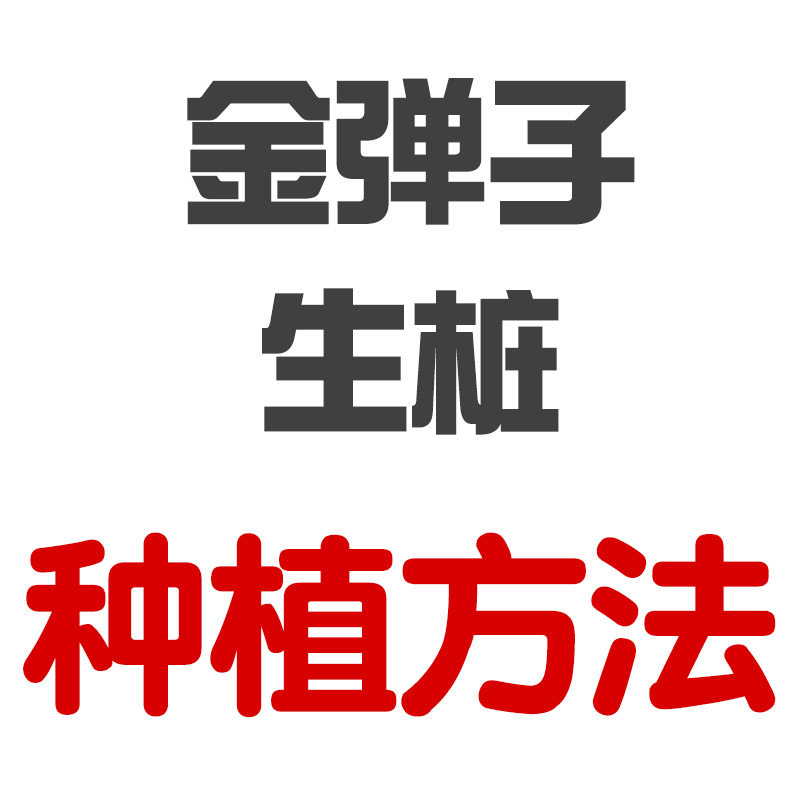 Method of planting gold beard pile