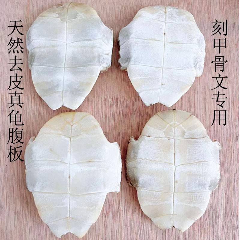 Natural Real Turtle Shell for Oracle Bone Carving, Student Drawing Teaching Supplies, Home Decoration 