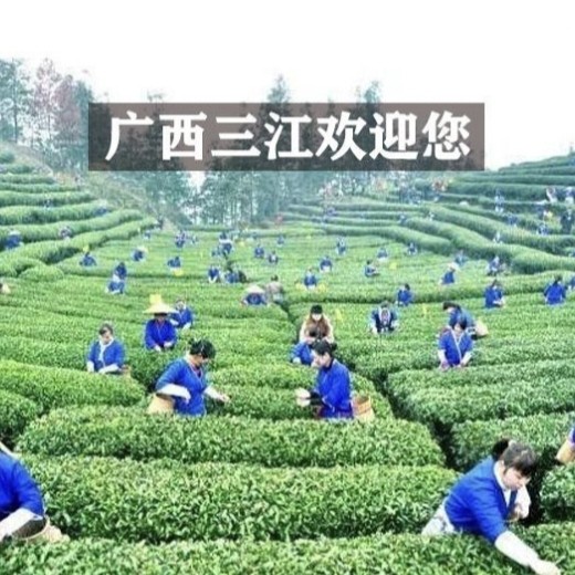 三江福苑春茶叶