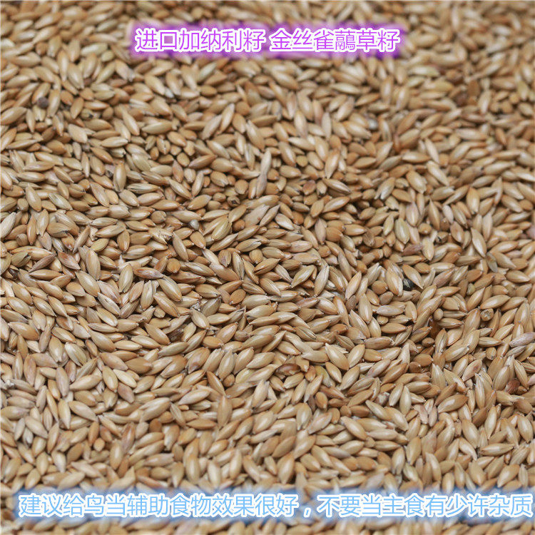 Import of Canary Canary Grass Seed Ganali Seed Bird Grain for a catfish Canary grass seed imported into Ghana