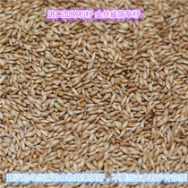 Ghana Lizi one catty imported Ghanaian Lizi bird food 5kg
