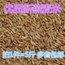 Oat rice 5kg bird food oat kernel oatmeal parrot food tiger skin Peony