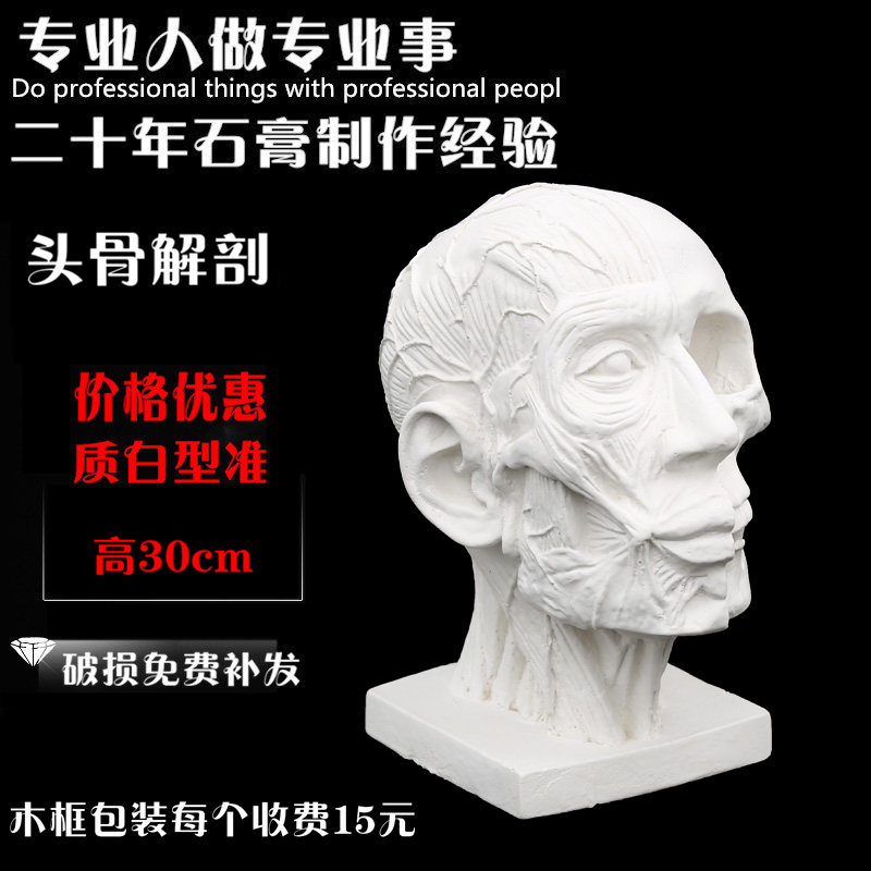 Anatomical muscular skull plaster like a teaching aid mould sketch sketch for the life of a fine art head static swing piece