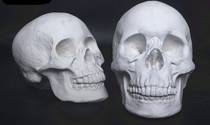 Gypsum skull sketch portrait head sketch art studio special professional art teaching aids art sculpture