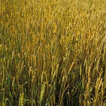 The scenic view of the character is written true 001