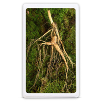 Fresh ginseng wine medicinal materials special Changbai Mountain wild ginseng saponin material Forest ginseng gift box Northeast fresh people born male