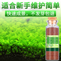 Fish tank water plant seeds Cow hair grass living real grass plant Fish tank landscaping decoration Lazy people purify water quality seeds