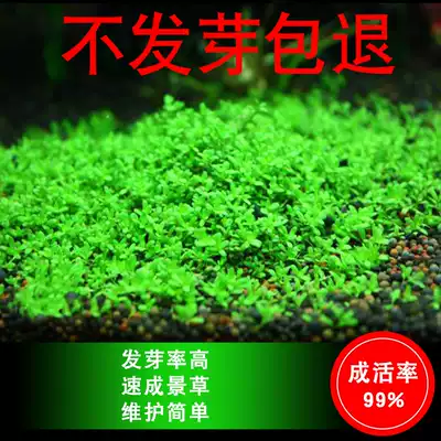 Fish tank Aquatic plant seeds Live freshwater lazy aquarium Landscaping grass tank Turf foreground grass seed plant