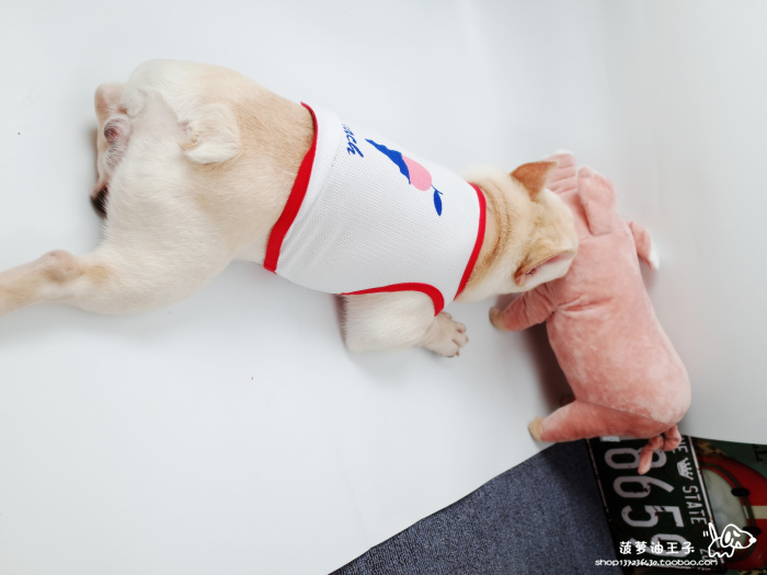 Pet đồ chơi INS net lợn đỏ đi kèm với lợn đồ chơi sang trọng gối chó mèo luật chiến đấu Schnauzer Keji đồ chơi cho mèo cào