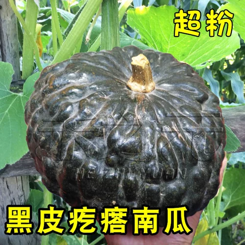 Японские семена тыквы черной кожи, небольшие неровные семена, виды овощей с высоким уровнем