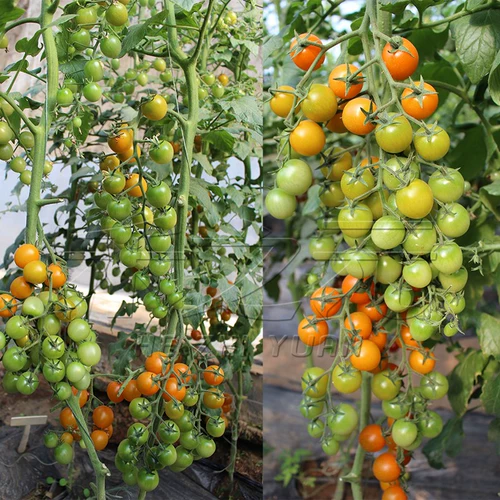 Супер сладкая желтая жемчужная вишня томатная семена, посадочная балкон балкон весна четыре сезона саженцев, семян томатов, овощи