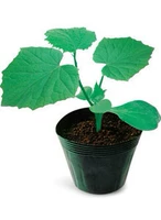 Shouguang Seed Seed Seedsemes Seeds Jingtian Taimu Kuross огурец, привитый Hezhizhiyuan Seed Industry большой сарай