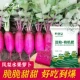 Фиолетовая ананасовая редька 100 зерна оригиналов+1 фунт органических удобрений