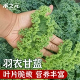 Yuxian Ganlan Seed Seed Winter Treasure Зимой зимняя зима