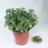 Снимите локальную локальную локальную серию Зеленая семена семян семян семян