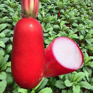 Vegetable red crown purple four seasons balcony potted water radish