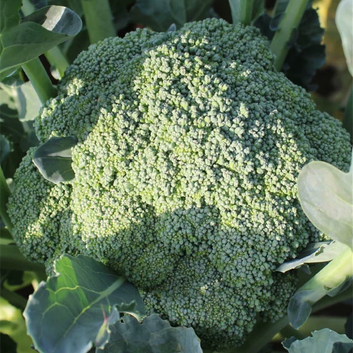 Семена Wenxing Broccoli Семена Семена Blue Blue Flow