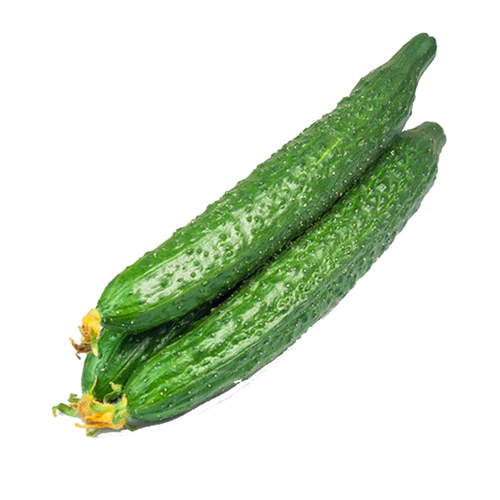 Семена огурца Ся Шэн Фор1