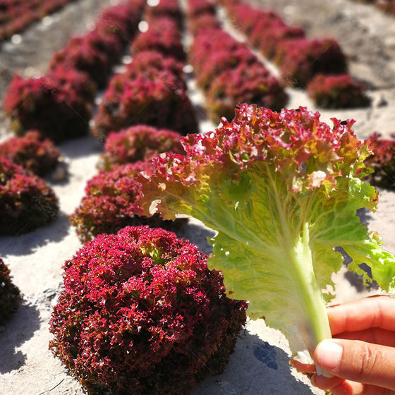 Rosa purple lettuce seeds purple vegetable lettuce seeds four seasons balcony spring and summer lettuce seeds solitary eating hydroponics