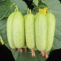 10 штук старого нефритового огурца (новые семена) имеют хороший вкус, эксклюзив для фанатов