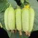 10 штук старого нефритового огурца (новые семена) имеют хороший вкус, эксклюзив для фанатов