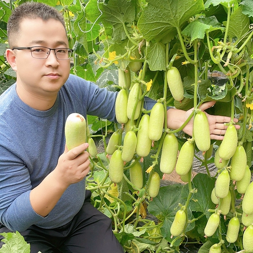 Линлонга изумрудная тыква, семена овощей, фрукты, семена огурца, четыре сезона семян в горшках и осенне