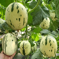 Baileiu Star Gourd Seed Seeds Fruet Seeds Острые супер сладкие желтые четыре сезона транслируют весенние сезоны Осенние фарфоровые фермеры Фермы овощи