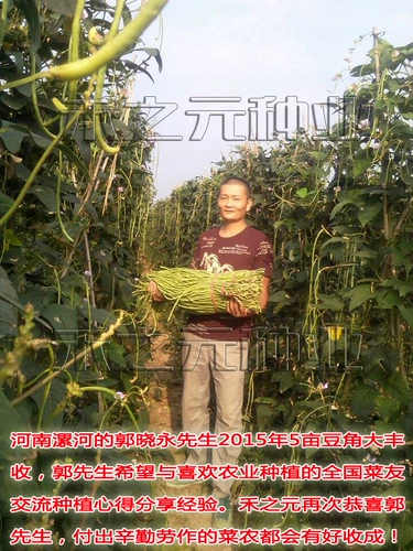 Семена фасоли бобов овощные семена длинные четыре сезона фасоль по почкам почек весенний осенний фасоль семена семян семян