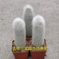 3 Potting Snow Pillar Специальная цена