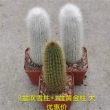 Пинксская пальмовая доставка снежных столбов Мао Мэн - это жадная колонна  湎             