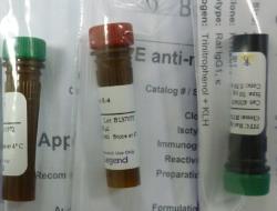 Biolegend 流式抗体 PE anti-human CD163 333605
