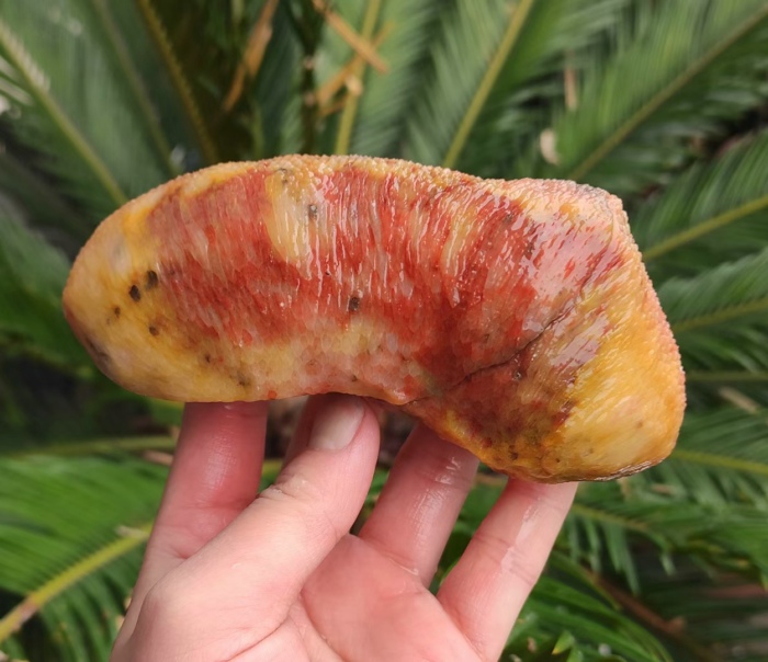 Ning Qianqi stone coral jade red and yellow white natural to play with handmade pieces of snow pattern ancient materialite stone raw stone