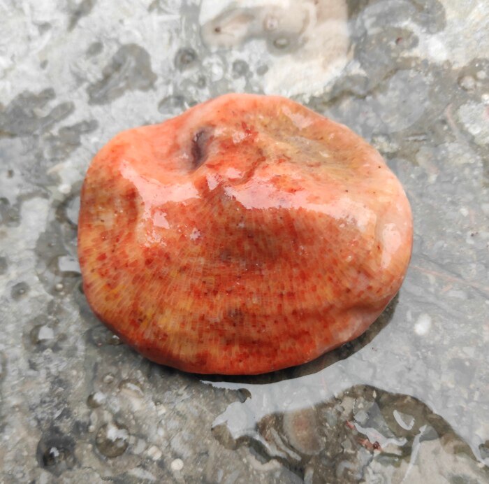 Ning Qianqi Stone Coral Jade Red Yellow Powder White natural to play with handmade pieces honeycomb veins ancient materialite stone raw stone