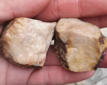 Ningqiang Coral Jade Fossil 4-shot monomer sungrain engraving small material to play the material hand chain beads 3 groups of L