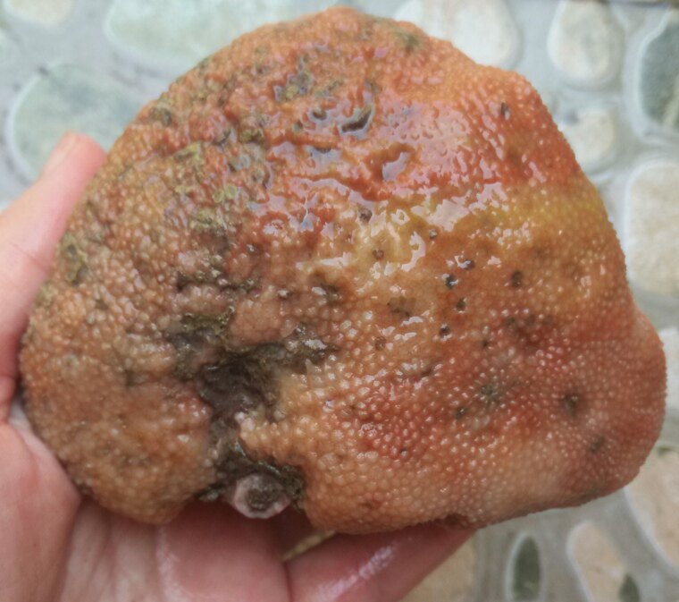 Ning Qiang Coral Jade Fossil Snowflake with small Chrysanthemum Veins Original Stone Chishite Engraving stock Red Yellow White (3 Electing L